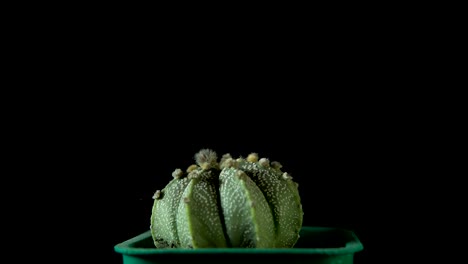 green cactus rotates on dark background.