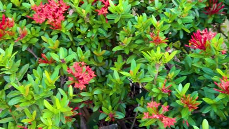 flores vibrantes y una mariposa en un jardín