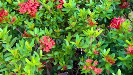 vibrant flowers and a butterfly in a garden