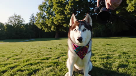 a charming husky dog with blue eyes posing for a camera in a sunny park