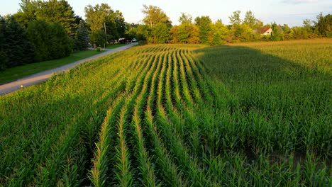 Luftdrohne-Fliegt-über-Maisstiel-Grün-Gelb-Plantagenfeld-Bio-Lebensmittel