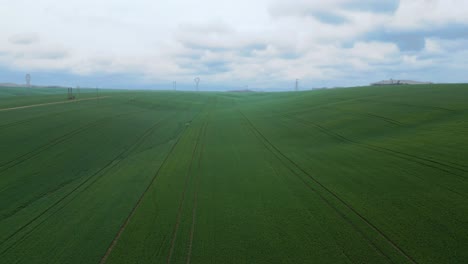 Feld-Einer-Grünen-Plantage-Mit-Traktorspuren-Und-Strommasten-Im-Hintergrund---Aufsteigende-Luftaufnahmen