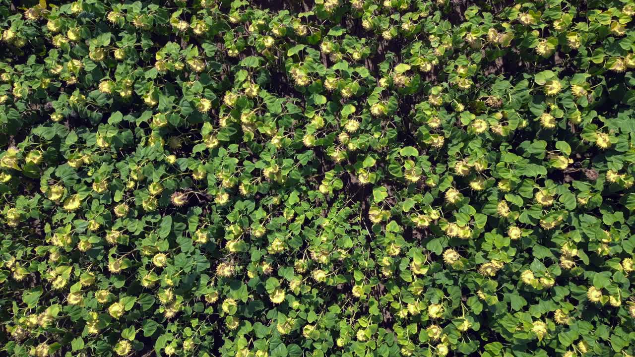 hermoso campo de girasoles interminable que cubre una vasta tierra cerca de una pequeña aldea bajo el cielo azul. hermosa vista aérea de vuelo drone disparado imágenes desde arriba