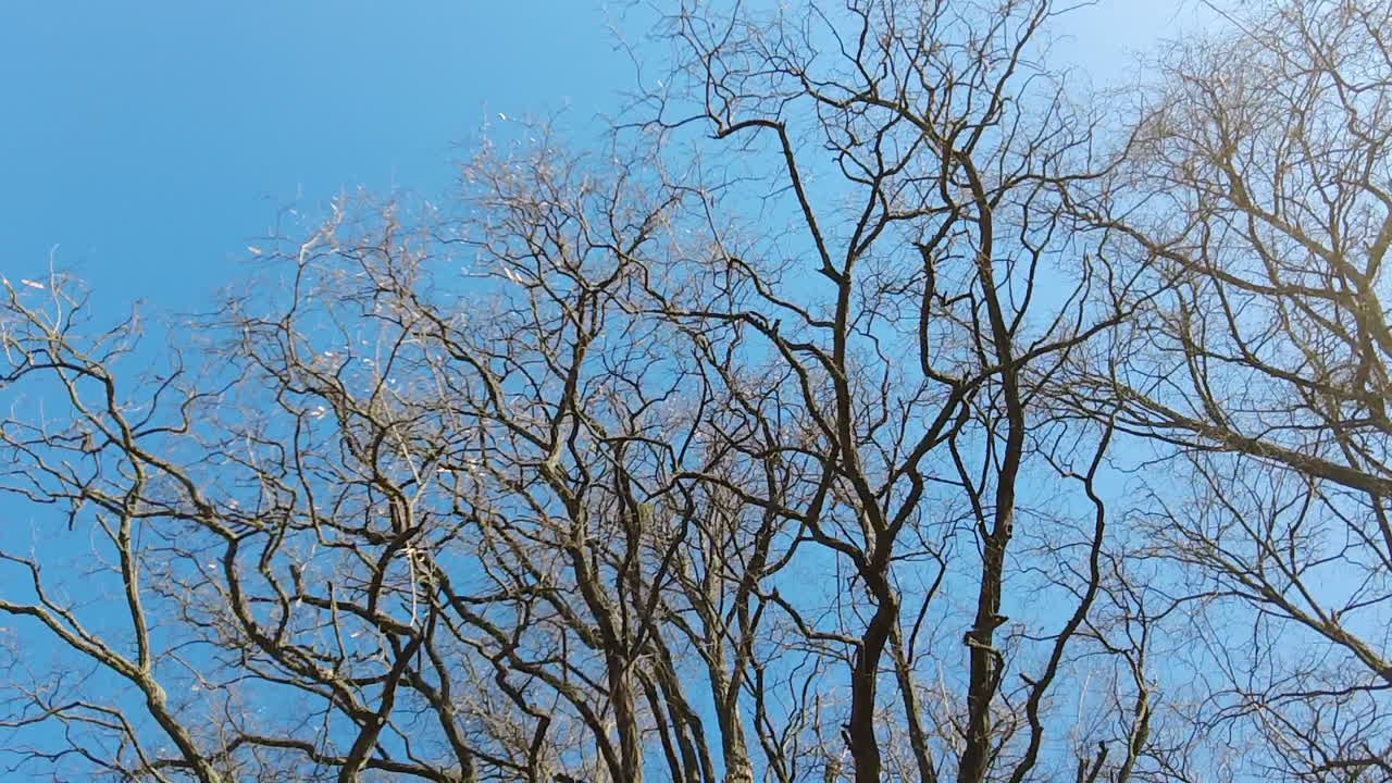 Trees in a forest over blue sky, slow motion