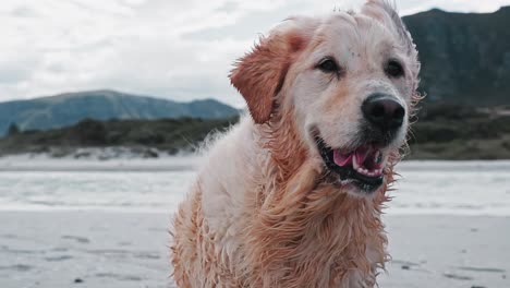 un perro golden retriever hembra húmedo en la playa después de nadar en un día ventoso y de mal humor