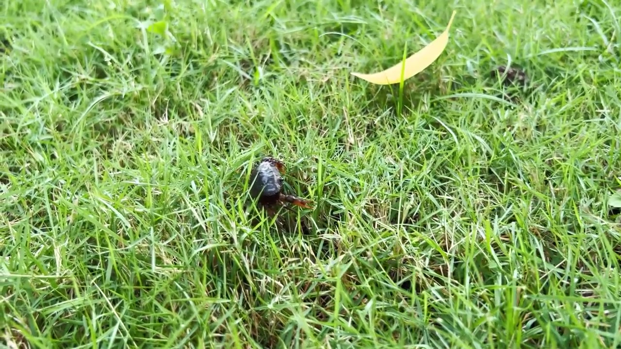 A black beetle crawling through green grass