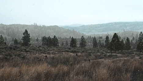 envueltos en pinos: el susurro de una fuerte nevada