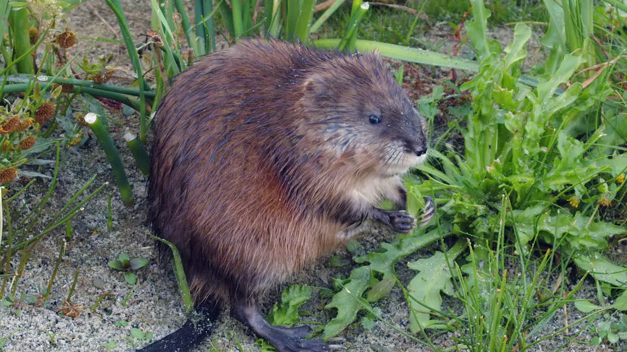 Closeup muskrat eats wetland plants slowly, turning to look at camera