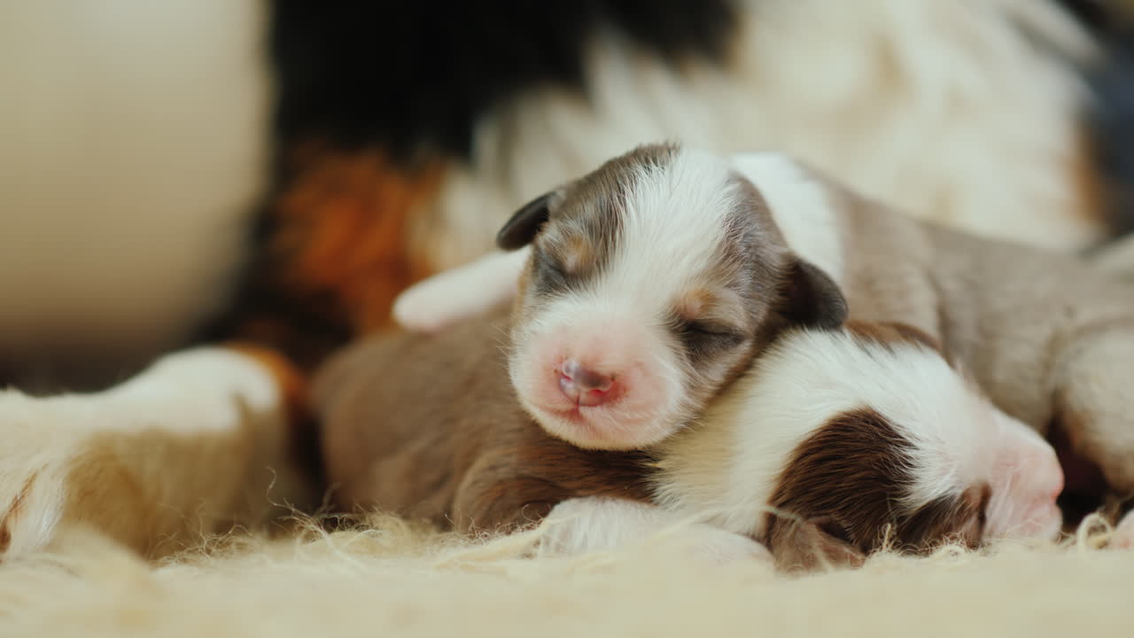 개는 갓 태어난 강아지를 돌본다 03