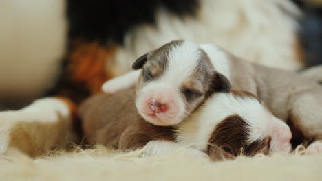 Hund-Kümmert-Sich-Um-Ihre-Neugeborenen-Welpen-03