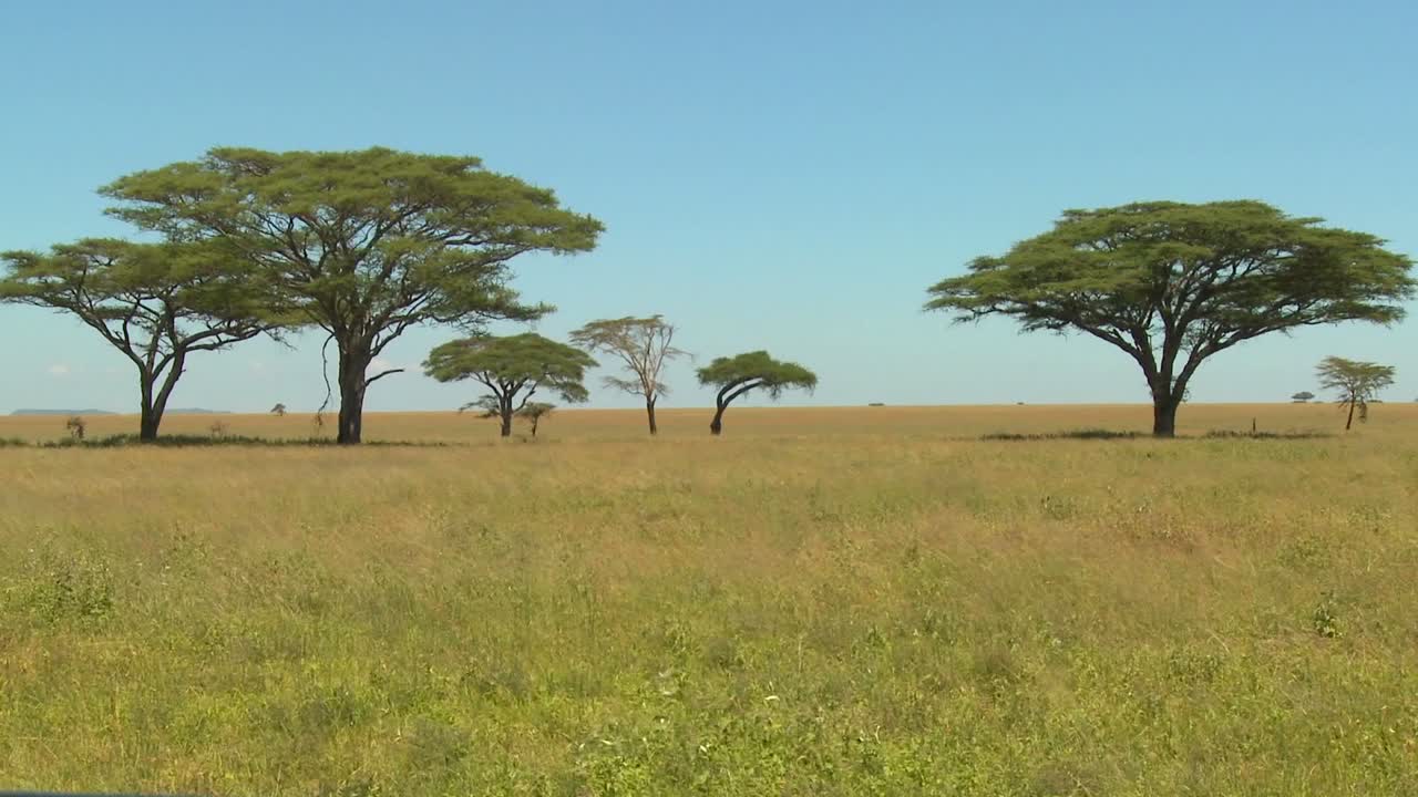 Smukke akacietræer vokser på den afrikanske savanne