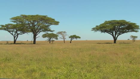 hermosos árboles de acacia cultivados en la sabana africana