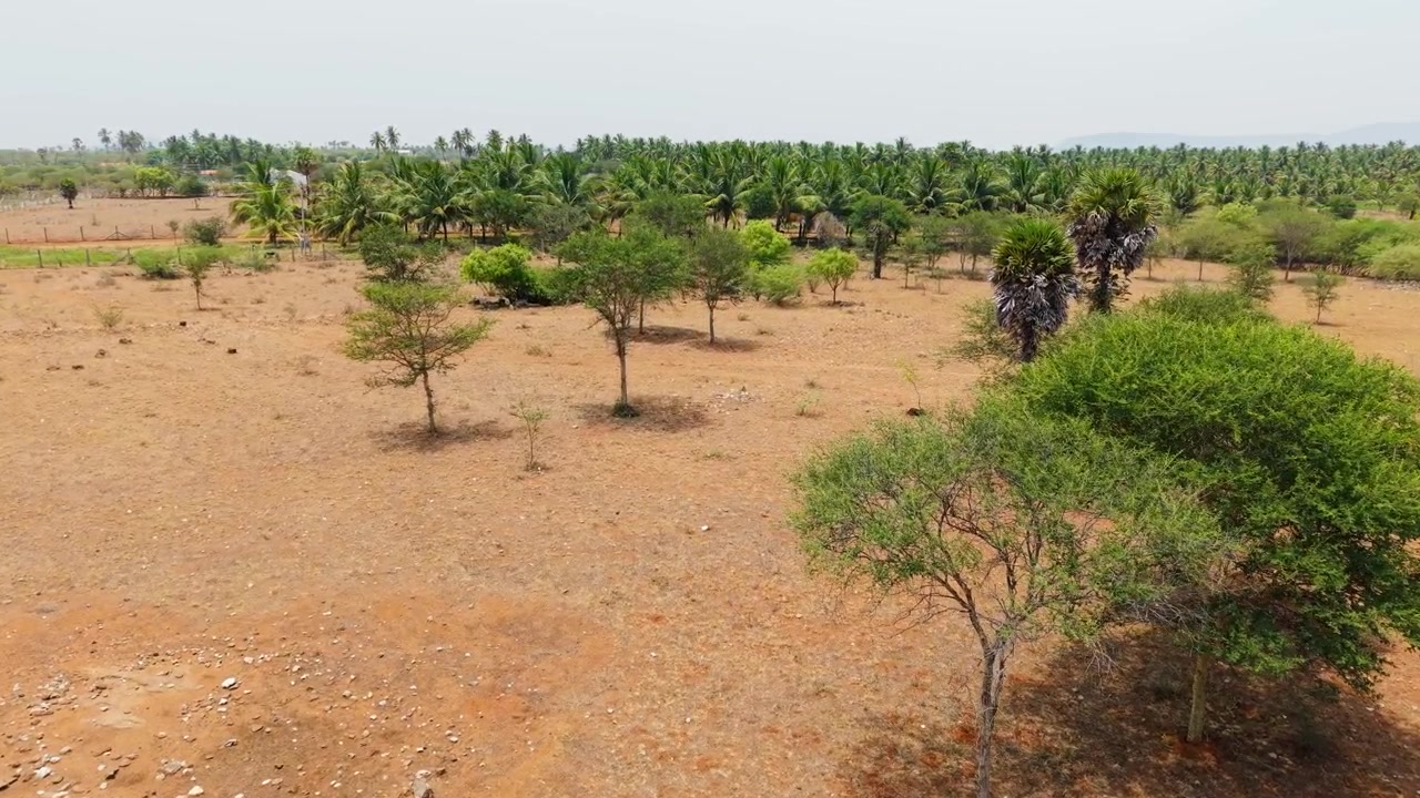 Veduta aerea di terreno aperto e secco con alberi sparsi, una palma da palmyra solitaria e boschetti di cocco sullo sfondo, Tamil Nadu, India. Paesaggio rurale arido sotto un cielo estivo velato.