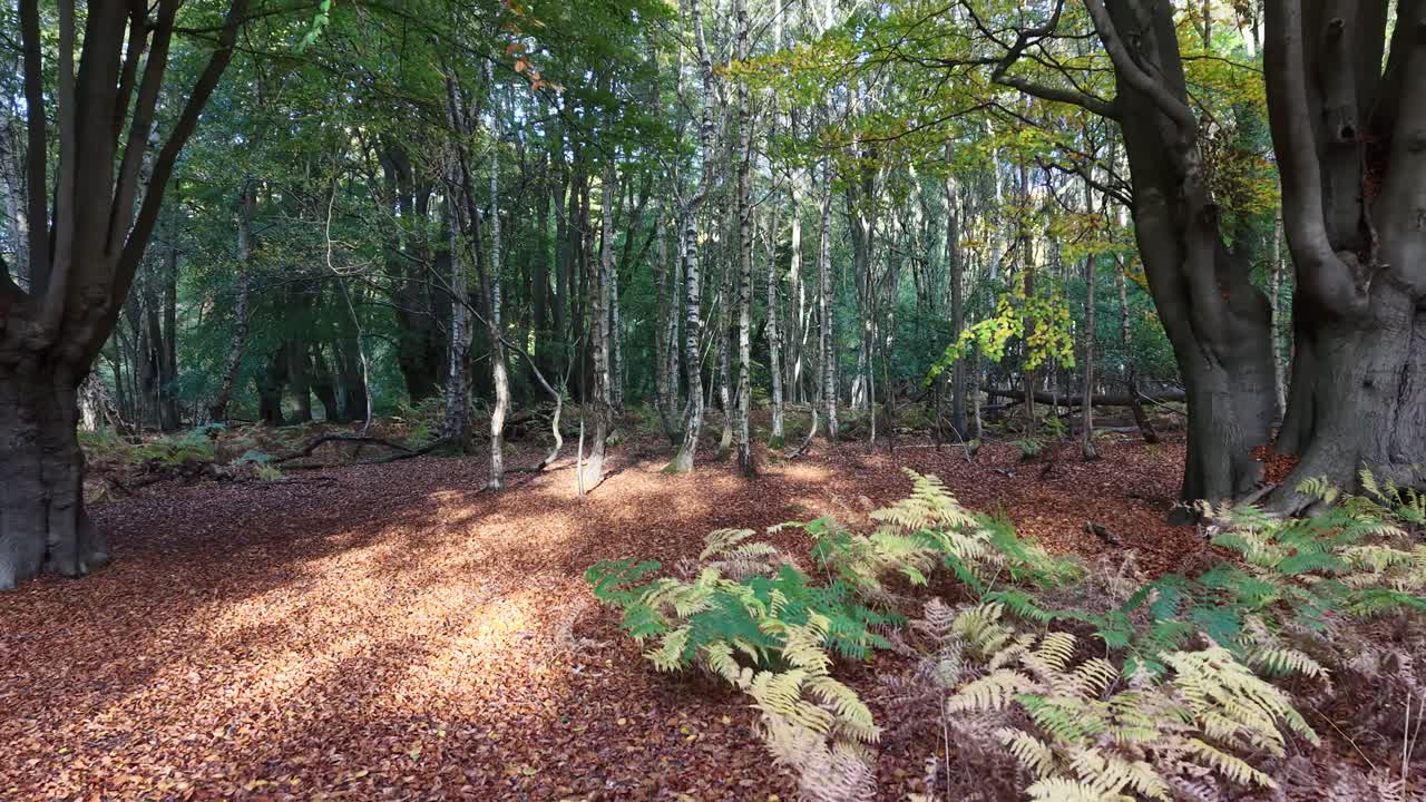 Pull back drone aerial reverse reveal autumn woodland forest floor