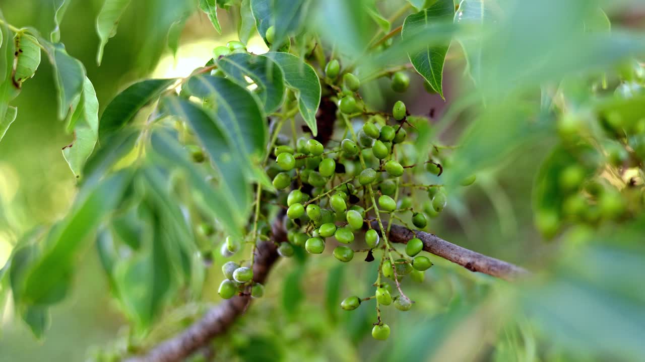 la hermosa vista en los jardines de rikugien
