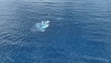 Vistas-Aéreas-De-La-Actividad-De-Las-Ballenas-En-El-Océano-Pacífico-Azul