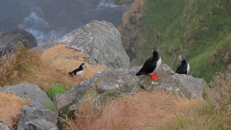 Papageitaucher-(Fratercula-Arctica),-Auf-Dem-Felsen-Auf-Der-Insel-Runde-(Norwegen).