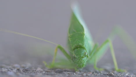 El-Insecto-Del-árbol-Se-Encuentra-En-El-Pavimento