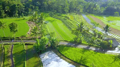 Disparos-De-Drones-De-Granjeros-Caminan-Por-La-Carretera-En-Medio-Del-Campo-De-Arroz---Actividad-Rural-En-Indonesia