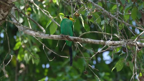 flying to the lower right side of the frame, a long-tailed broadbill psarisomus dalhousiae leaves its perch.