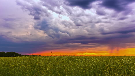 time lapse of dramatic stormy clouds covering sky over wheat field during sunset time