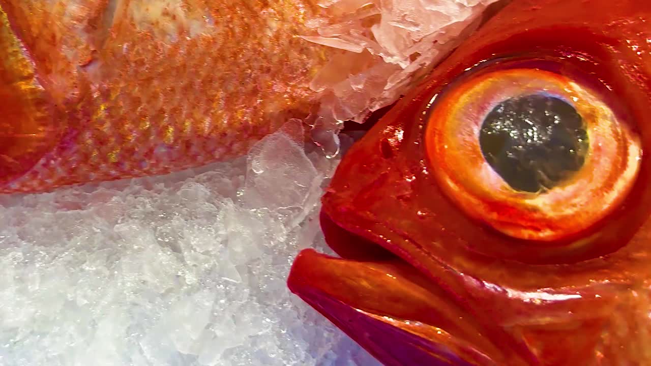 Detailed view of vibrant red fish resting on crushed ice with visible pricing tag.