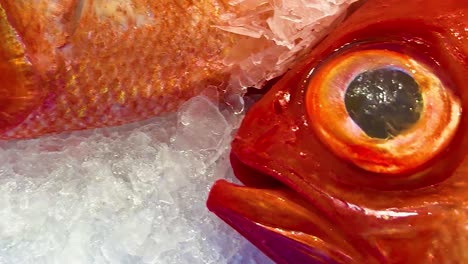detailed view of vibrant red fish resting on crushed ice with visible pricing tag.
