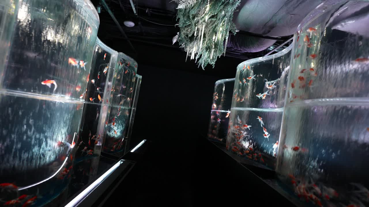 Moving Back Between Aquarium Walls With Goldfish and Waterfalls, Fantasy World Scene in Dark Room