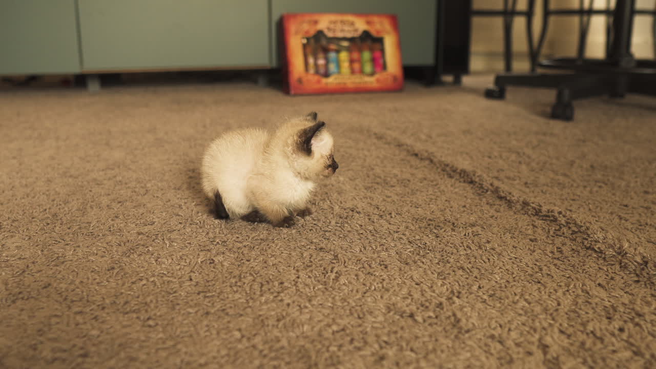Piccolo gattino siamese sdraiato su un pavimento in moquette, inquadratura media