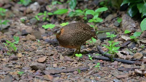 Encontrado-Yendo-Hacia-La-Izquierda-Después-De-Buscar-Comida-Un-Poco,-Perdiz-De-Pecho-Escamoso-Tropicoperdix-Chlorpus,-Tailandia