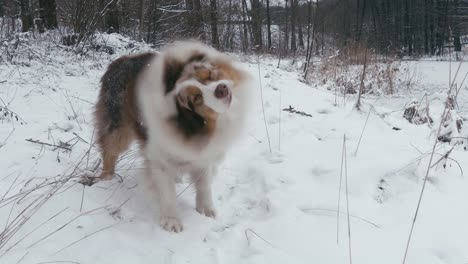 the dog shakes the snow out of his coat