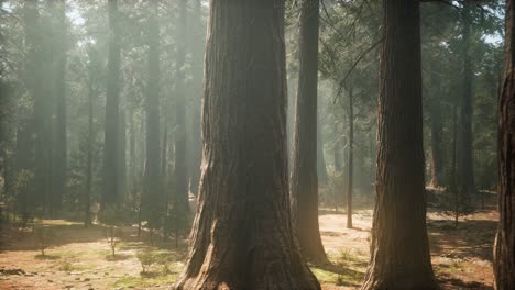 sunset on the giant forest, sequoia national park, california