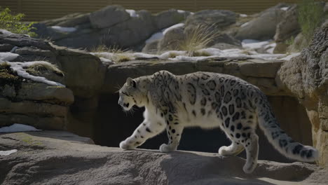 snow leopard on rocks