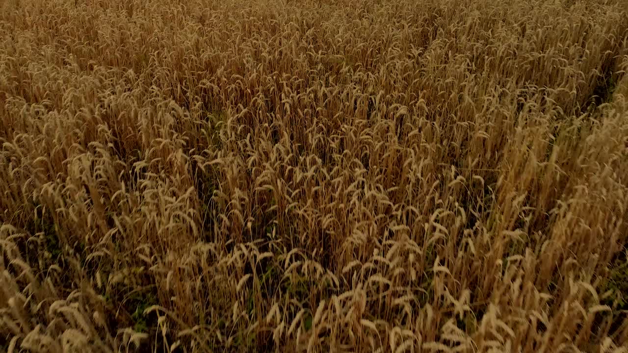 imágenes aéreas sobre el campo de oro de cerca, composición de luz en el paisaje natural el día, clima del pueblo en el momento de la cosecha en el este de polonia