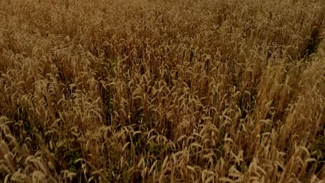 Imágenes-Aéreas-Sobre-El-Campo-De-Oro-De-Cerca,-Composición-De-Luz-En-El-Paisaje-Natural-El-Día,-Clima-Del-Pueblo-En-El-Momento-De-La-Cosecha-En-El-Este-De-Polonia