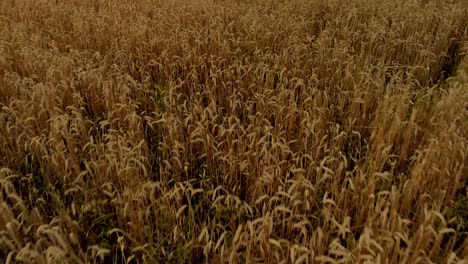 imágenes aéreas sobre el campo de oro de cerca, composición de luz en el paisaje natural el día, clima del pueblo en el momento de la cosecha en el este de polonia