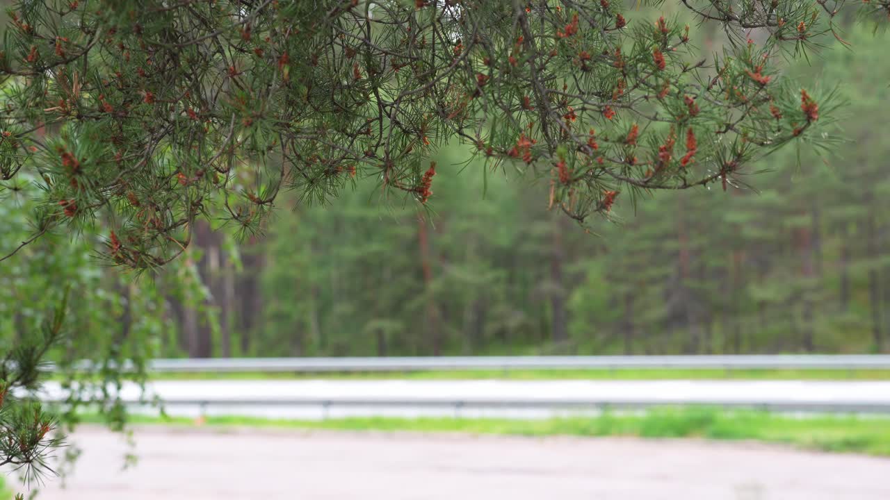 배경에 숲길이 있는 소나무 스파이크와 나뭇가지에 물방울