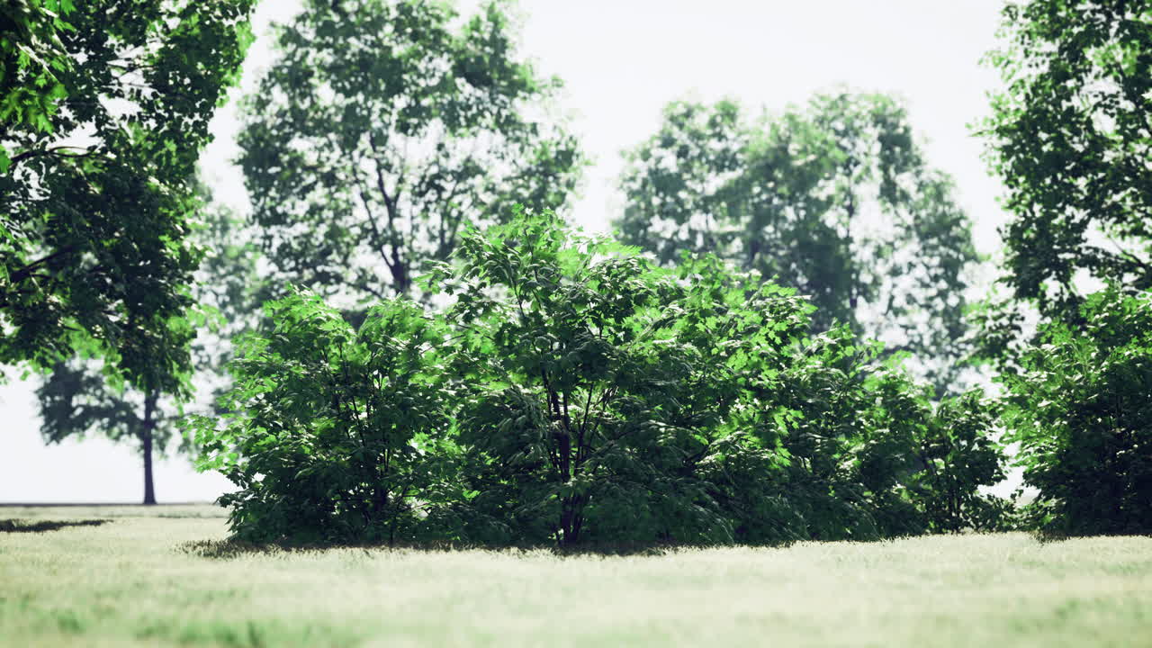 Lush green bushes surrounded by tall trees in a peaceful park setting