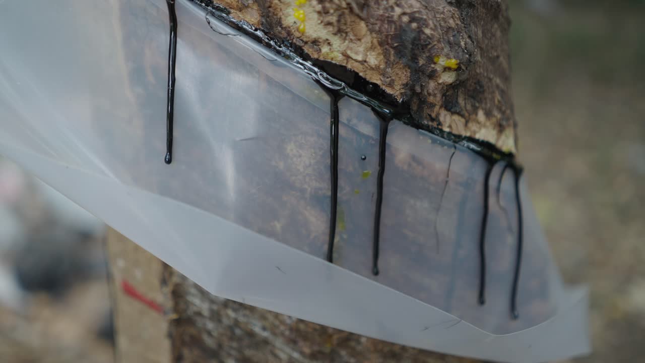 Rubber Tapping Process