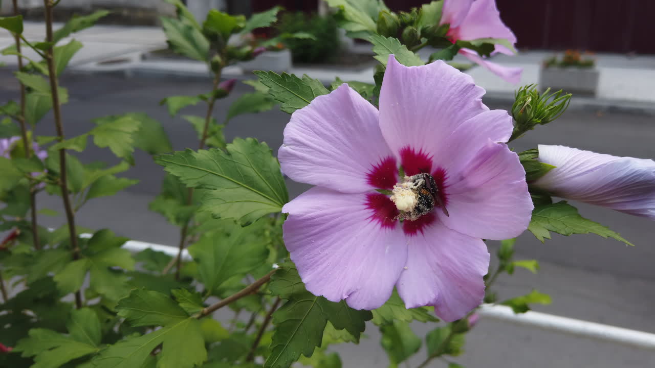 Colorful flowers bloom in a garden as bees buzz around, collecting pollen under the warm sun. The bright blossoms attract various pollinators, showcasing nature's beauty