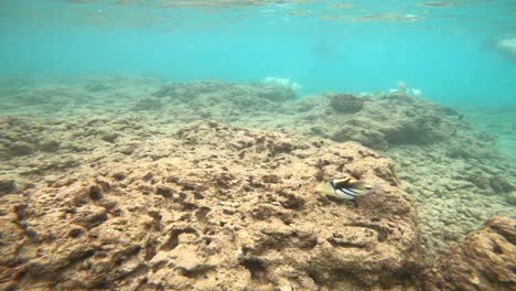 people snorkeling and exploring tropical reef fish in hanauma bay, oahu
