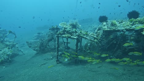 Wiederherstellung-Von-Korallenriffen,-Nachwachsende-Korallen,-Wiederaufbau-Von-Korallenriffen-Auf-Bali