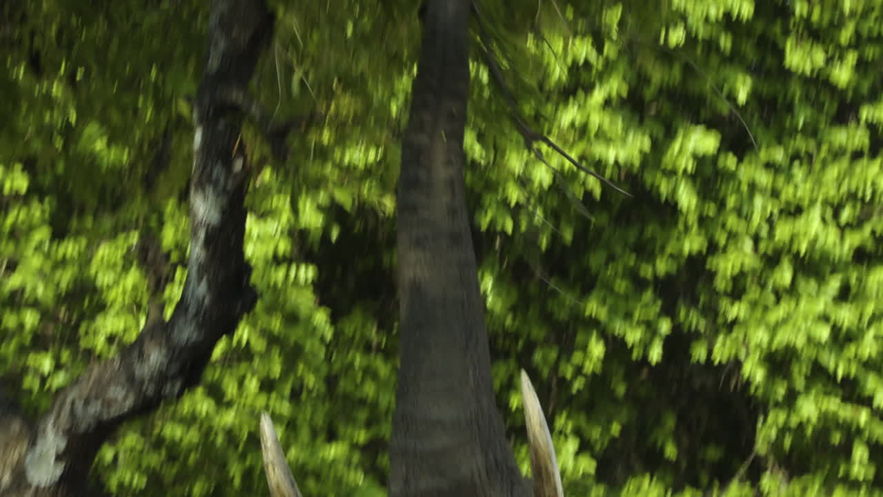 Portrait of an African bull elephant looking calmly into camera. Then raises trunk and picks leaves from the tree above him. Stuffs them into his mouth. Medium to close-up shot.