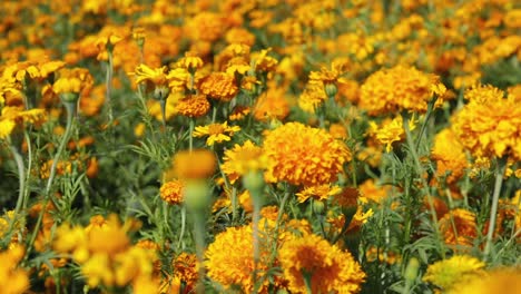 Imágenes-Panorámicas-Inclinadas-De-Una-Plantación-De-Flores-De-Caléndula,-Que-Muestran-Toda-La-Extensión-Del-Campo.