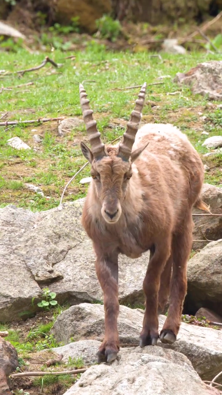 Uno stambecco alpino cammina su un pendio roccioso di montagna durante una luminosa giornata di primavera.