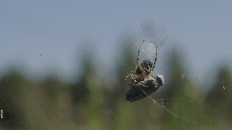 spider on a web with prey