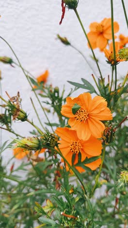 orange cosmos flowers with green bug