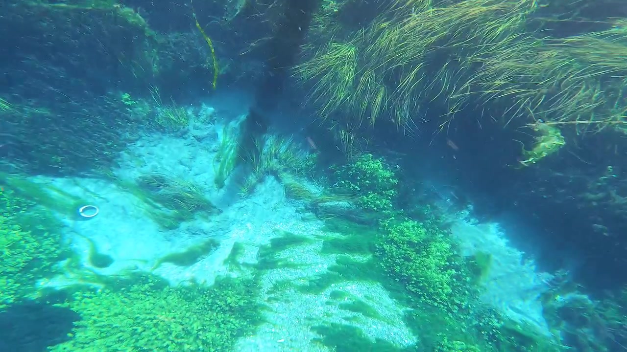 Underwater View of Lush Aquatic Plants and Fish in a Clear Spring