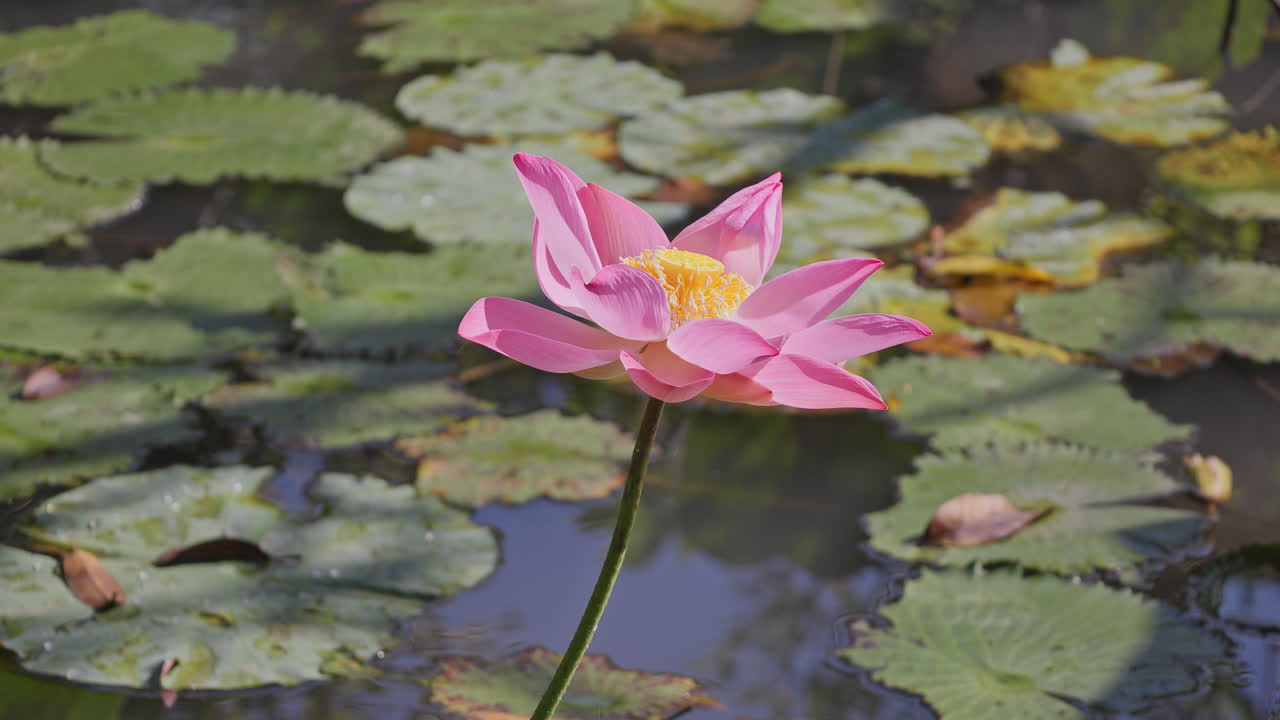beautiful ornamental pond in garden in bali