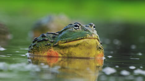 closeup of adult male african bullfrog, pixie frog in the water makes a mating call